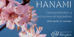 Cseresznyevirágzás 2024. Hanami, gyönyörködés a cseresznyevirágzásban Szegedi Füvészkertben