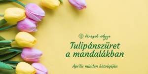 Tulipán szedd magad 2023 Kincsek Völgye