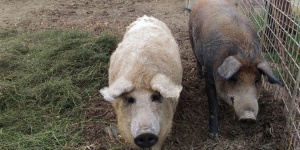 Garabonciás Farm, látogatás Zalakaros mellett egy működő parasztgazdaságban Garabonciás Farm, látogatás Zalakaros mellett egy működő parasztgazdaságban