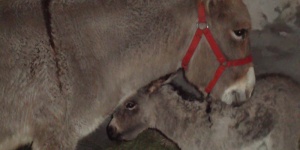 Szamárfarm látogatás Kiskunmajsán, a Jonathermál Fürdő szervezésében Szamárfarm látogatás Kiskunmajsán, a Jonathermál Fürdő szervezésében