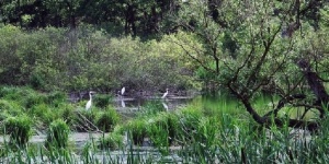Madármegfigyelő túra a Balaton-felvidéki Nemzeti Park szervezésében 2023