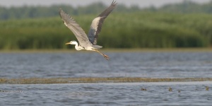 A Tisza madárvilága, Tisza-tavi csónaktúra túravezetővel a Szabics Kikötőből