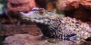 Kajmánok etetése minden kedden a budapesti Tropicariumban