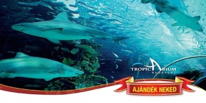 Karácsonyi ajándék belépőjegy a Tropicariumba, ajándékozzon élményt karácsonyra Karácsonyi ajándék belépőjegy a Tropicariumba, ajándékozzon élményt karácsonyra