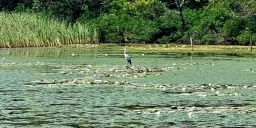 Madarak a Tisza-tónál, a Tisza-tavi Tanösvény felfedezése