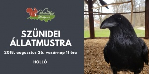 A holló bemutatása. Szünidei állatmustra a Körösvölgyi Látogatóközpont és Állatparkban A holló bemutatása. Szünidei állatmustra a Körösvölgyi Látogatóközpont és Állatparkban