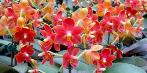 Orchidea Ünnep 2019. Kiállítás és Vásár a Papp László Budapest Sportarénában Orchidea Ünnep 2019. Kiállítás és Vásár a Papp László Budapest Sportarénában