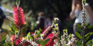 Dísznövény Szakkiállítás és Vásár 2019. Tavaszkert a Budai Arborétumban Dísznövény Szakkiállítás és Vásár 2019. Tavaszkert a Budai Arborétumban