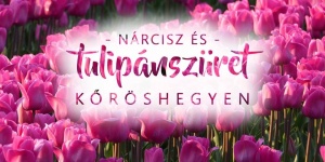 Tulipánszüret 2019. Tulipán- és nárcisz virágszüret a Kőröshegyi Levendulásban Tulipánszüret 2019. Tulipán- és nárcisz virágszüret a Kőröshegyi Levendulásban