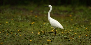 Tiszavirág Ártéri Tanösvény ökotúra a Tisza-tónál