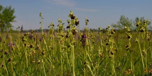 Orchidea túrák a Kiskunsági Nemzeti Parkban 2022