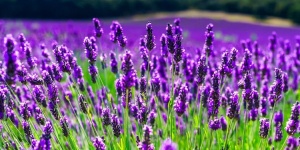 Wellness kényeztetés Hévízen, 2 éjszaka félpanzióval és levendulás masszázzsal a Palace Hotelben Wellness kényeztetés Hévízen, 2 éjszaka félpanzióval és levendulás masszázzsal a Palace Hotelben