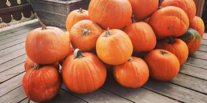 Tökfaragás Móron wellness szállással 2019. Halloween programok az egész családnak Tökfaragás Móron wellness szállással 2019. Halloween programok az egész családnak