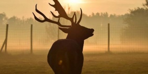 Fogyatékkal élők napja a Körösvölgyi Látogatóközpont és Állatparkban 2019 Fogyatékkal élők napja a Körösvölgyi Látogatóközpont és Állatparkban 2019