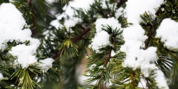 Folly Arborétum programok 2023