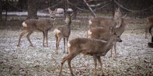 Karácsony az Állatparkban 2025. Ünnepi látványetetés és állatismertető a Körösvölgyi Állatparkban