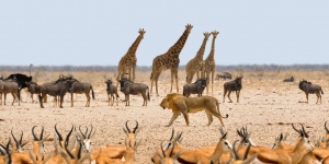 Majális Nagykőrös 2024. Majális program a Safari Parkban