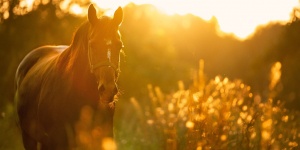 A kép illusztáció. A kép forrása: Pixabay.com