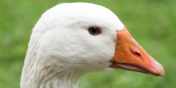 Márton-nap Gyula 2025