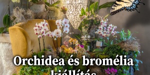 Orchidea és Bromélia Kiállítás 2023 Budapest