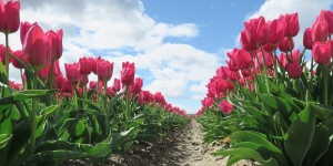 Tulipánszüret Szőlősgyörök 2025