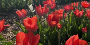 Tulipánszüret Szőlősgyörök 2023