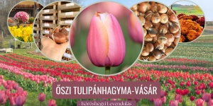 Tulipánhagyma vásár 2023 Kőröshegy