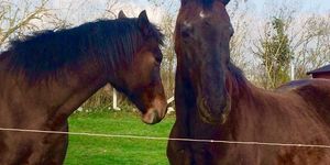 Csárda-Major Prevenciós és Rehabilitációs Lovasudvar Tótvázsony