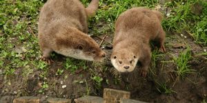 Petesmalmi Vidrapark