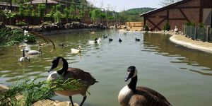 Bárókút Lovastanya és Állatsimogató Nagybörzsöny