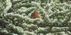 Neszmélyi Arborétum