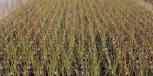 Áfonya Kert Galambok