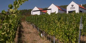 Lingvay pincészet Penc