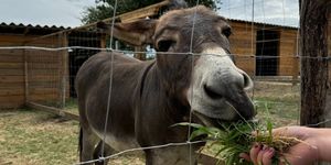  FamilyZoo Állatsimogató Tolna
