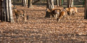 Bagolyvár Vadaspark Szolnok