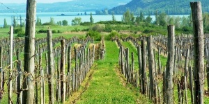 Balaton Borgaléria - Balaton Borkúria