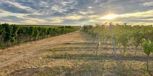 Pap Pince Balatonszabadi