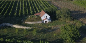 Aranysörte Kézműves Borászat