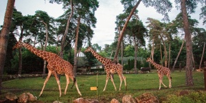 Nagyerdei Kultúrpark Debreceni Állatkert, Növénykert és Vidámpark