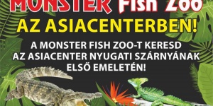 Monster Fish Zoo Akvárium és Terrárium Budapest