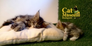 Cat Museum Budapest