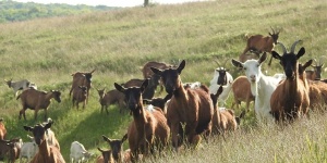 Tündérmajor Kecskefarm Gyűrűfű