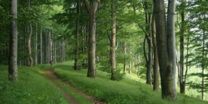 VERGA Veszprémi Erdőgazdaság