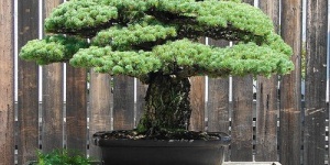 Egyetemi Bonsai Club