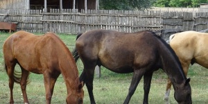 Ópusztaszeri Akhal Teke Ménes Ópusztaszeri Akhal Teke Ménes