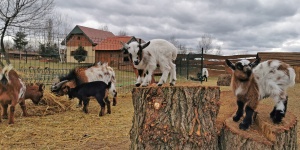 MINIfarm Állatsimogató Veresegyház