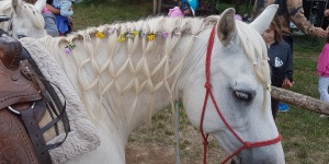 Galagonya Lovasfarm Csákvár