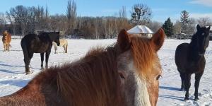 Dunaalmási Lovarda és Szabadidőpark