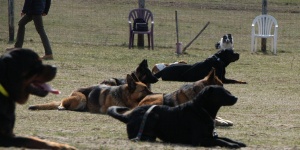 Academy Dog Kennels Kutyaiskola és Panzió Balatonfüred